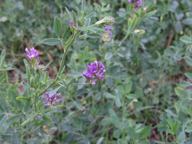 bahçede açan lucerne