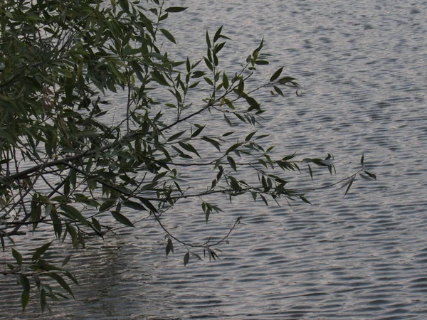 Weidenzweige Über Dem See — Stockfoto