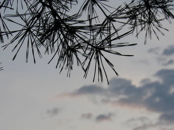 Piniová Větev Večerní Obloze — Stock fotografie