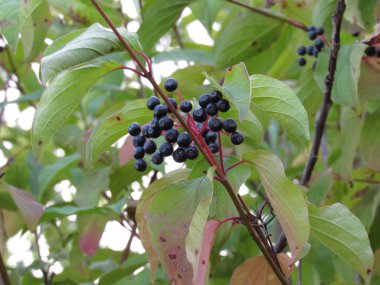 İnsanlar yüzlerce yıldır sağlık yararları için mürver kullanmış.