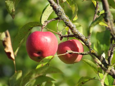 Galaxy sonbahar elma çeşitli biri