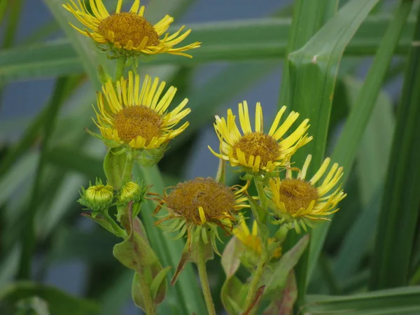 Inula Género Botânico Pertencente Família Asteraceae Nativo Europa Ásia África — Fotografia de Stock