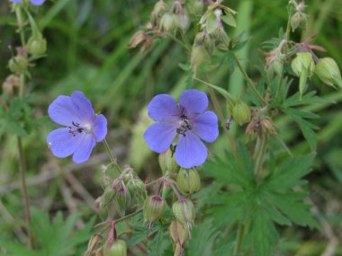 vahşi sardunya iki güzel çiçek