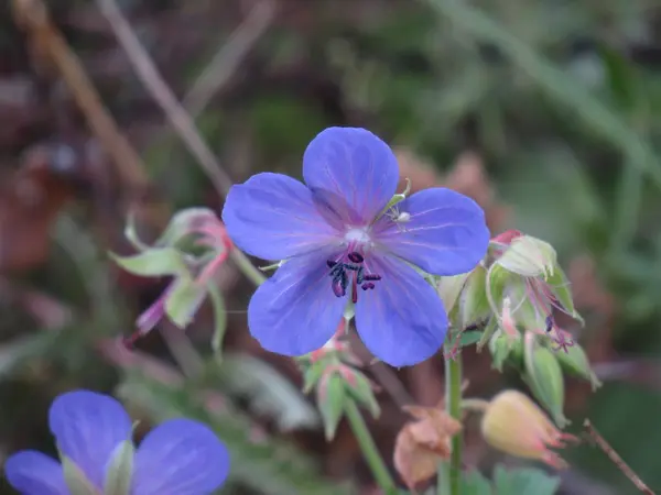 Geranium Maculatum Wildgeranien Fleckgeranien Oder Holzgeranien — Stockfoto