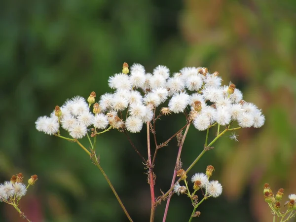 Aster Amellus Ромашка Астра Тільки Красива Квітка Але Використовується Лікування — стокове фото