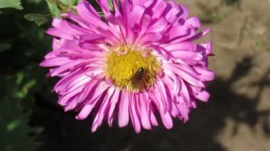 çalışkan arılar bir bal toplamak