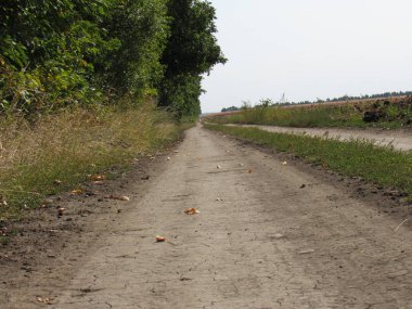 orman boyunca uzanan yol