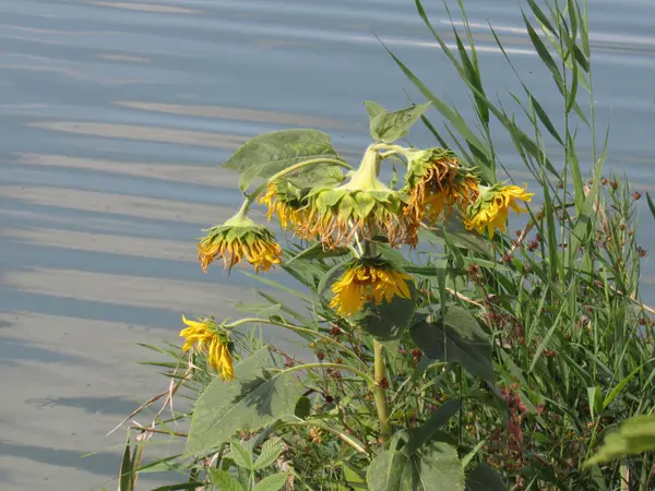 Ramo Girasoles Cerca Del Lago — Foto de Stock