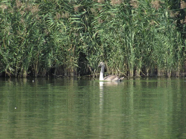 Cisne Gris Nada Lago —  Fotos de Stock