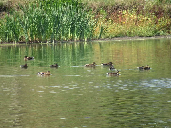 Troupeau Canards Sauvages Nage Dans Lac — Photo