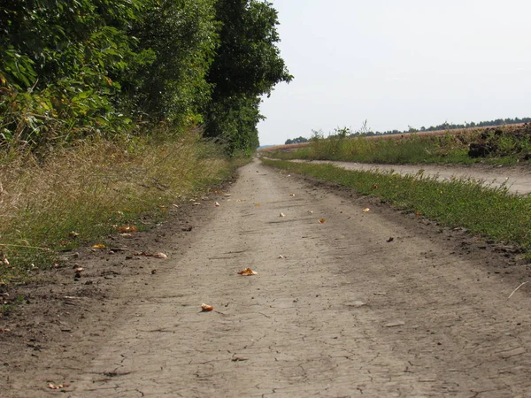 orman boyunca uzanan yol