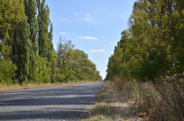 ağaç dikim arasında asfalt yol