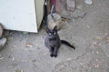 siyah kedi biraz yemek istiyor