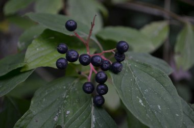 bir dal üzerinde olgun mürver