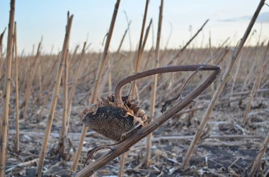 birleştirmek içine alamadım bir ayçiçeği