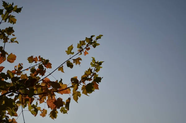 Ramo Bordo Fundo Céu — Fotografia de Stock