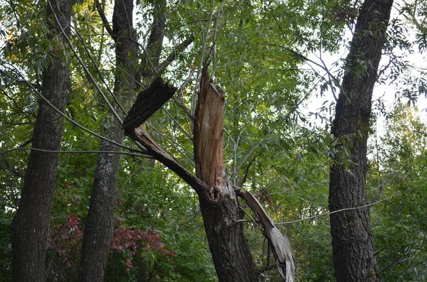 Broken Tree Looks Fantastic — Stock Photo, Image