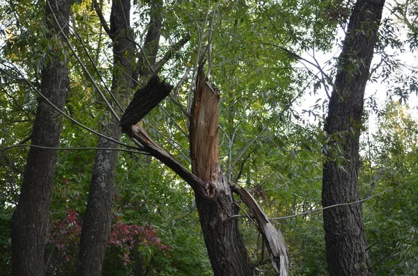 a broken tree that looks fantastic