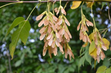 bir dal üzerinde lüks ashen tohumları