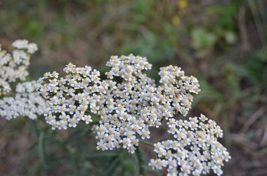 Yarrow inanılmaz derecede çok yönlü bir bitkidir. 