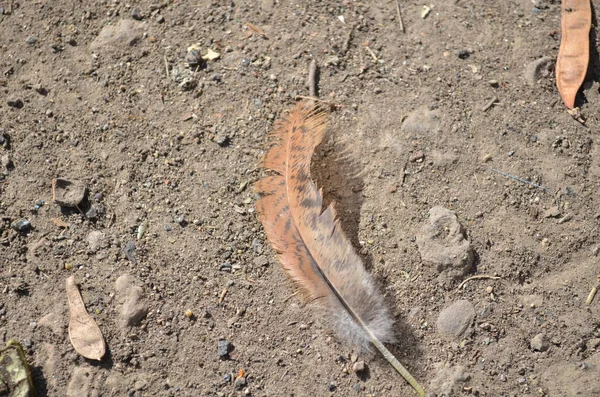 Beautiful Brown Feather Ground — Stock Photo, Image