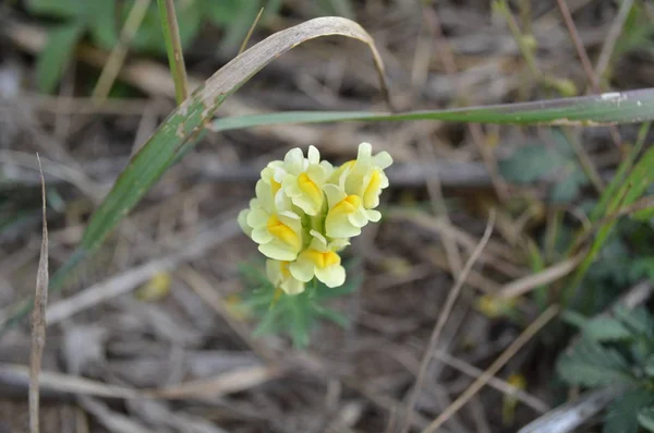 Primula Género Botânico Pertencente Família Primulaceae — Fotografia de Stock
