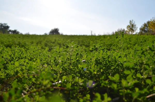 Veld Begroeid Met Alfalfa Herfst — Stockfoto