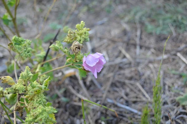 Unknown Purple Flower September — Stock Photo, Image