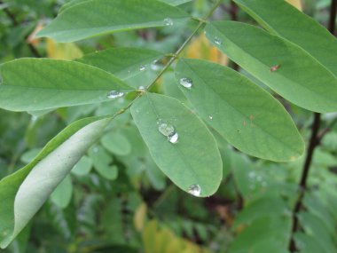 Yaprakların üzerinde yağmur damlaları kaldı.
