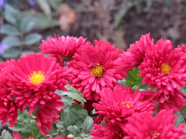 Une Belle Asters Rouges Fleurissent Octobre — Photo