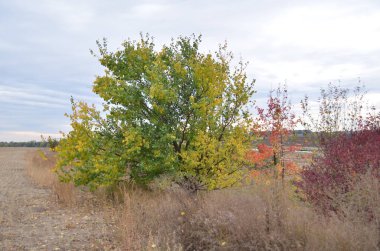 Tarlanın kenarında yetişen yabani elma ağacı.