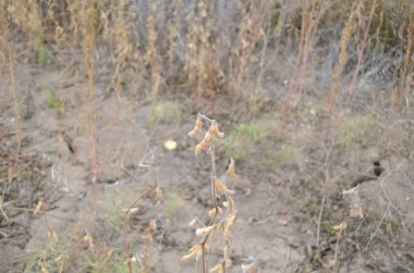 Tarlada kalan soya fasulyesi.