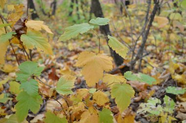 Sonbahar parkında sarı-yeşil bitki