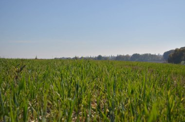 Hasattan sonra tarlada arpa yetişir.