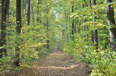 yol ormanında sonbahar