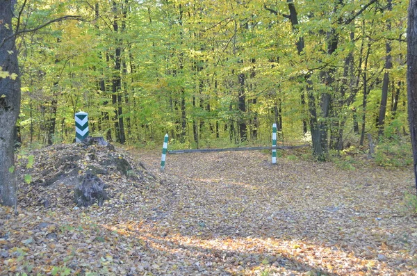 Entrée Forêt Est Fermée — Photo