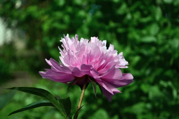 Beautiful pink peon bloomed in my garden — Stock Photo, Image