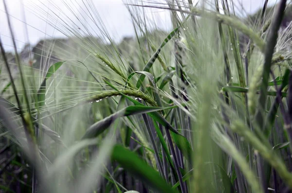 Grönt korn växer på fältet i juni — Stockfoto