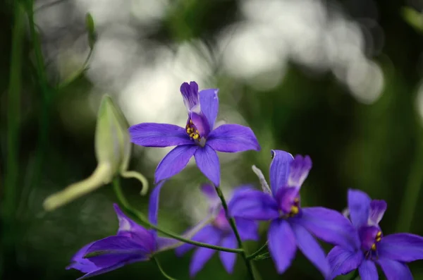 Fiore viola Viola odorata in un bosco — Foto Stock
