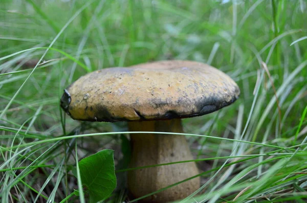 Efter regnet växte en stor svamp — Stockfoto