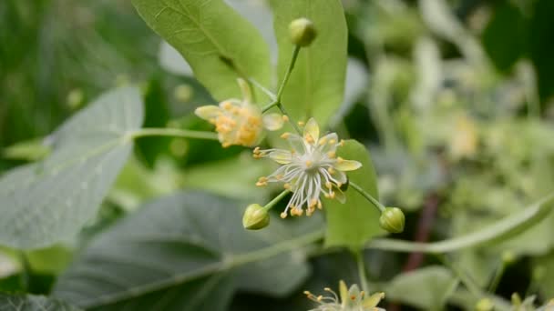 Linden Bloemen Bloeien Het Begin Van Zomer — Stockvideo