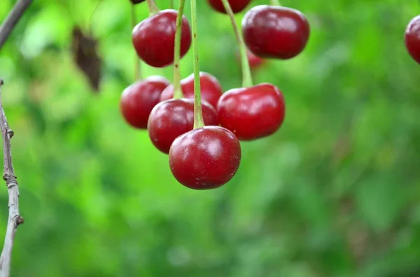 Cerezas frescas maduras en la rama — Foto de Stock