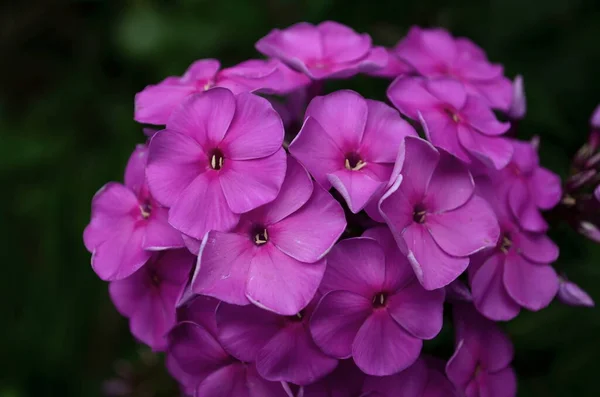 Beautiful violet flowers are blooming in July — Stock Photo, Image