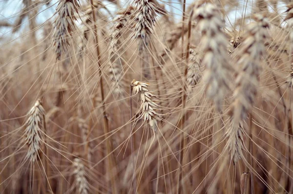 Spighe mature di grano nel mese di luglio Ucraina — Foto Stock