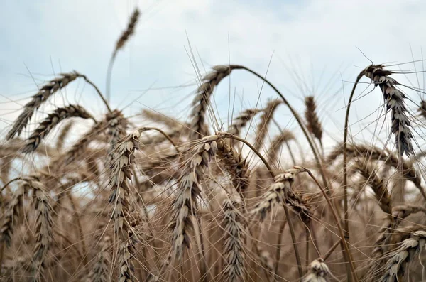 Campo di grano e cielo nuvoloso in estate — Foto Stock