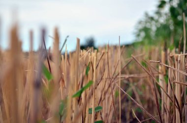 Yeşil çimenli dikenli buğday sakalı