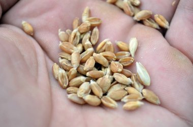 Avucunun içinde buğday taneleri