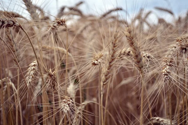 Золотое пшеничное поле в июле — стоковое фото