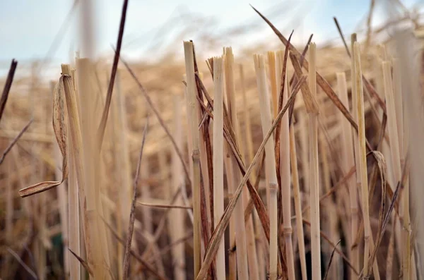 Wheat yellow stubble macro background — Stock Photo, Image