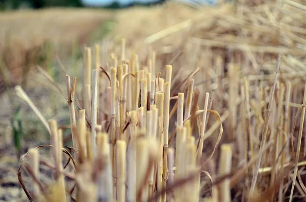 Пшеничная щетина после уборки в июле — стоковое фото